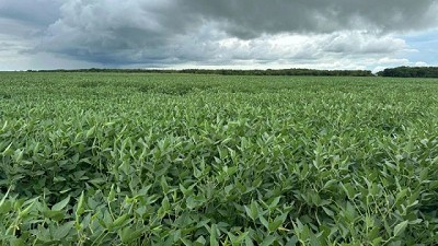 Buenos rendimientos para la soja en la zona de Río Negro, con excepción de las zonas afectadas por el granizo