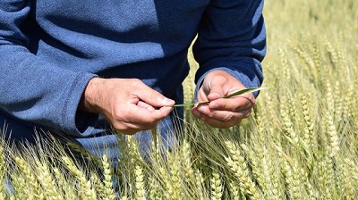 610 Baguette es el nuevo Trigo de Nidera que promete 
