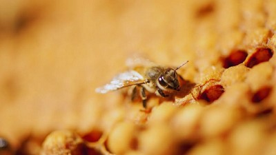 Caracterizan un virus que afecta a las abejas
