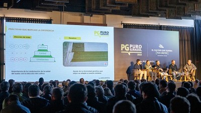 Girasol: Qué factores pueden afectar el rinde, la calidad y la materia grasa 