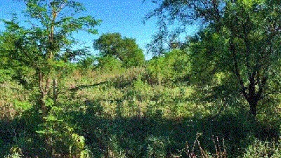 Estrategias para el manejo adecuado de pasturas frente a los renovales