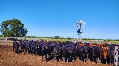 Pautas para el control de los parásitos internos en los rodeos