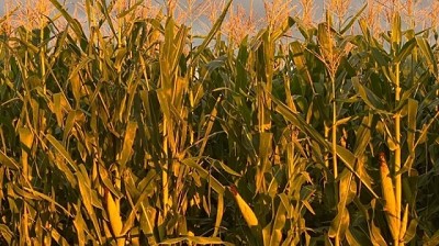 Arrancó de forma anticipada la comercialización de maíz para la zafra 2025/26