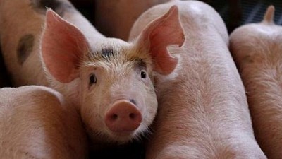 El sector Porcino: Jugador clave en producir proteína de alta calidad