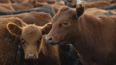 Adiós al peso mínimo de faena: el mercado ganadero gana libertad
