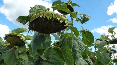Girasol: crece el alto oleico de la mano de la genética