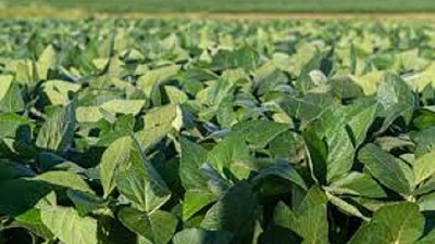 El precio internacional de la Soja enfrenta un cuadro de mejoras, por Manuel Alvarado Ledesma - Agrositio