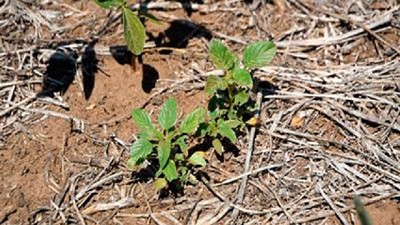 Importante avance para combatir malezas gramíneas resistentes