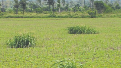 Soluciones técnicas para el control de malezas difíciles