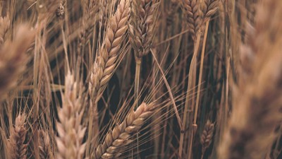 El Trigo arranca firme: señales favorables para una campaña clave