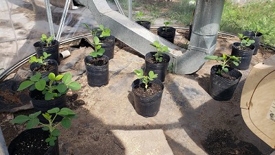 Alerta para la Soja: El ozono puede reducir hasta 33% el peso de los granos