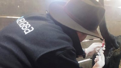 Brucelosis bovina: vigilancia activa en remates de Entre Ríos