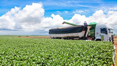 La soja cerró su campaña 24/25 con buenos rindes pero menor producción regional