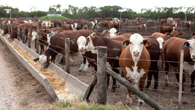 Sube la ocupación en los feedlots y mejora la rentabilidad: el 70% de las empresas está en fase de 