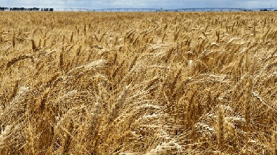 ¿Cuánta agua hay en el suelo antes de sembrar trigo? Una decisión clave para el rendimiento