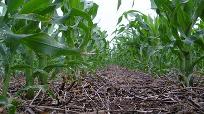 Super cosechas globales, presión tributaria y oportunidades para Argentina