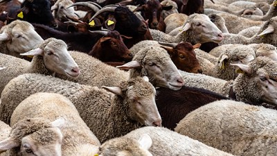 Ovinos en pie: la provincia de Río Negro lanza medidas propias para apoyar a productores