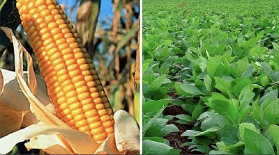 El tiro por la culata: en lugar de subir, el precio del Maíz y de la Soja bajó, por Manuel Alvarado Ledesma - Agrositio