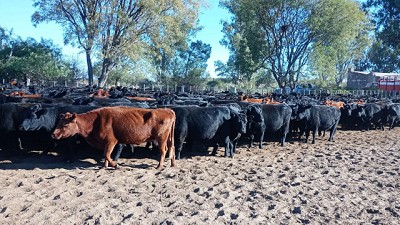 Ganadería en zonas áridas: claves para mejorar la eficiencia del rodeo