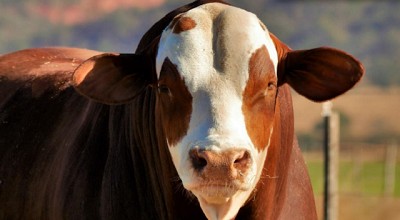 Señales mixtas para la ganadería: subas en precios clave, pero caídas en producción y exportaciones