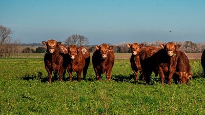 La raza Limangus lidera la medición de eficiencia alimenticia en Argentina