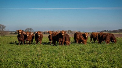 La raza Limangus lidera la medición de eficiencia alimenticia en Argentina