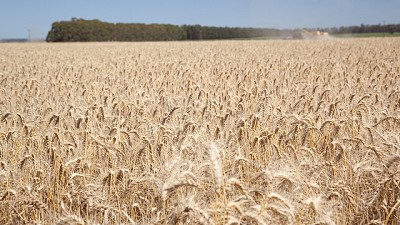 Más alivio para la cosecha fina: siguen las retenciones reducidas hasta marzo de 2026