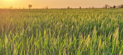 Trigo en expansión y garbanzo en retroceso: Córdoba redefine su mapa de cultivos invernales