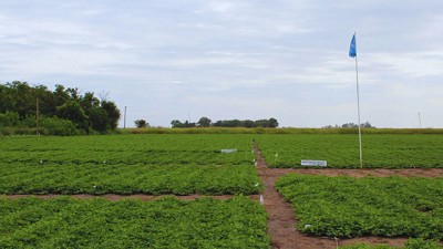 INTA + AGD: la alianza que cambió la historia del Maní, duplicando rindes