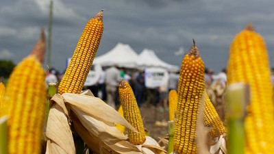 Stine y su “Abanico de Rinde”: híbridos para cada lote, ambiente, y Productor