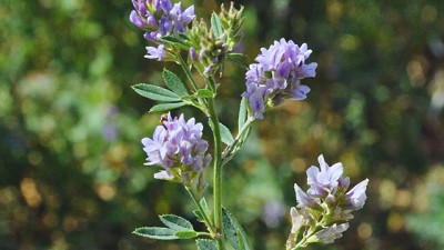 Alfalfa: qué recomienda el INTA para mejorar forraje y conservar el suelo