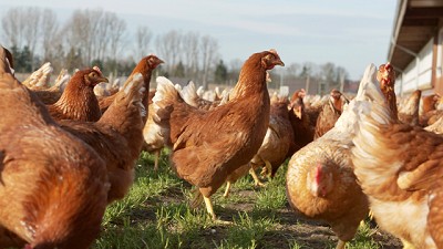 Carne de pollo: mitos, verdades y beneficios de un alimento clave