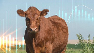 Ternero de Invernada en precio récord y márgenes en alza: lo bueno y lo malo del semestre ganadero