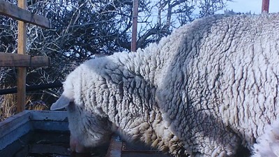 Ganadería inteligente: el bebedero que evita el hielo y reduce el trabajo en el campo