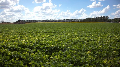 El Gobierno Nacional autorizó nuevos eventos genéticamente modificados de maíz y soja