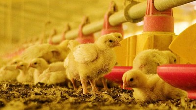 Avicultura argentina: la cadena estratégica que alimenta al mundo y protege el empleo local