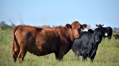 El Gobierno Nacional derogó 28 normas obsoletas de la cadena ganadera
