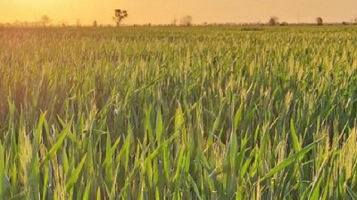Trigo y garbanzo: ¿cómo ajustan los productores frente al clima y el mercado?