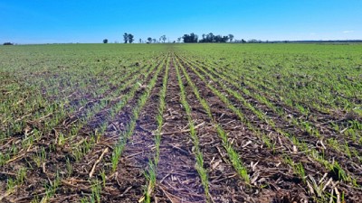 Soja récord, Maíz firme y Trigo complicado: el balance que deja la campaña 24/25