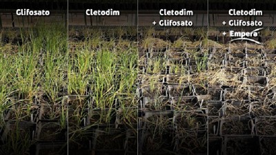 Lolium, Conyza y más: Empera® de Sumitomo Chemical se consolida como la solución frente a las malezas más difíciles