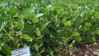 Soja 2025: +4200 kg/ha y los secretos de las variedades que se destacaron en la campaña