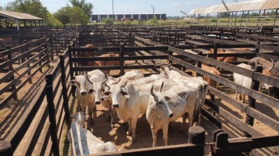 Mercado de consumo con mayor oferta y demanda sostenida