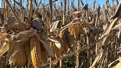 Maíz tardío en el centro de la escena: campaña de revancha