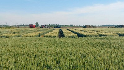 Tratamiento con zinc superó en rinde al testigo en +14,3%