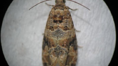 Silent, un desarrollo que busca controlar una plaga que afecta a la vitivinicultura