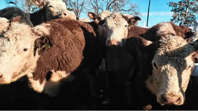 Chile no aceptaría más animales en pie o productos de origen animal desde la Patagonia por la flexibilización de la barrera sanitaria