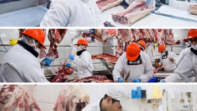 Primer semestre: la faena bovina se estabiliza y la producción crece 11,7% interanual