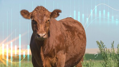 Mucha carne afuera, pocas madres adentro: ¿puede sostenerse el ciclo ganadero?
