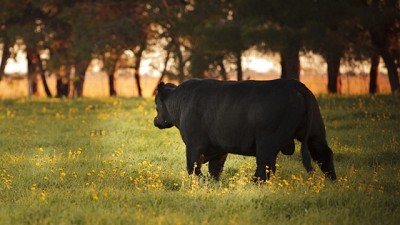 Día de la Ganadería: ¿Por qué se celebra el 10 de julio?