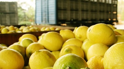 Se abrió el mercado chileno para la exportación de limones frescos argentinos